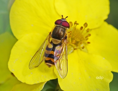 Syrphus torvus, hoverfly, male, Alan Prowse